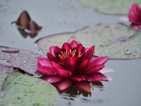 nymphaea-almost-black