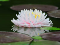 nymphaea-gloire-du-temple-sur-lot