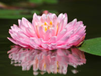 nymphaea-lily-pons-2