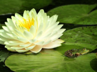 nymphaea-perrys-double-yellow