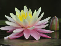 nymphaea-sunny-pink
